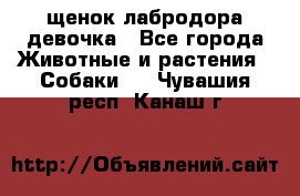 щенок лабродора девочка - Все города Животные и растения » Собаки   . Чувашия респ.,Канаш г.